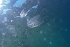 LInvasione-delle-Mnemiopsis-leidyi-2019-08-20-23h07m25s193