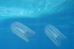 Mnemiopsis-leidyishutterstock