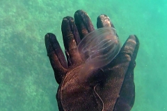 medusa_plancton-2016-11-05-18h23m02s39