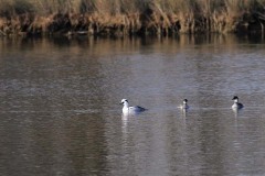 Pesciaiola (Mergellus albellus)