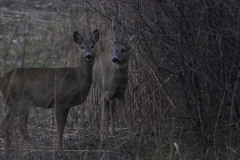 Caprioli (Capreolus capreolus)