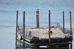 Sterna comune (Sterna hirundo)