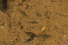 Pesce nono (Aphanius fasciatus)