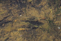 Pesce nono (Aphanius fasciatus)