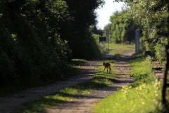 Cucciolo di capriolo (Capreolus capreolus)