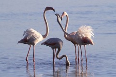 Fenicotteri (Phoenicopterus roseus)
