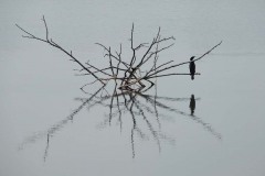 Marangone minore (Microcarbo pygmeus)