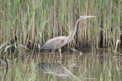 Airone rosso (Ardea purpurea)