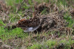 Beccaccino (Gallinago gallinago)