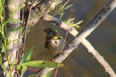 Regolo comune (Regulus regulus)