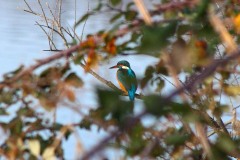 Martin pescatore (Alcedo atthis)