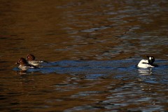 Quattrocchi (Bucephala clangula) in corteggiamento