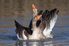 Oche grigie (Anser anser)