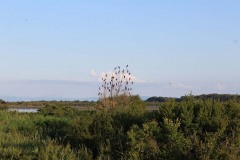 Marangoni minori (Microcarbo pygmeus)