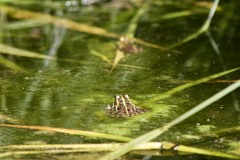 Rana di Lessona (Pelophylax lessonae)