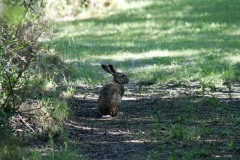 Lepre comune (Lepus europaeus)