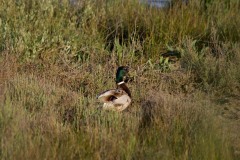 Germano reale (Anas platyrhynchos)