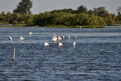 Fenicotteri (Phoenicopterus roseus)