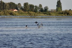 Marangoni minori (Microcarbo pygmeus)