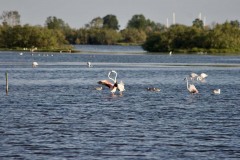 Fenicotteri (Phoenicopterus roseus)