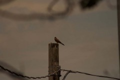 Gheppio (Falco tinnunculus)