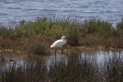 Garzetta (Egretta garzetta)
