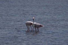 Fenicotteri (Phoenicopterus roseus)