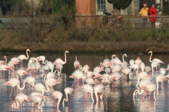 Fenicotteri (Phoenicopterus roseus)