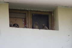 Gheppi (Falco tinnunculus)