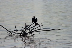 Marangone minore (Microcarbo pygmeus)