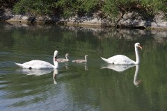 Cigni reali (Cygnus olor)