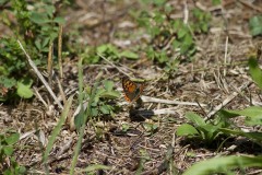 Argo bronzeo (Lycaena phlaeas)