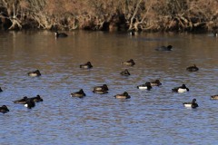 Morette (Aythya fuligula) nel Canale Averto