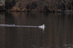 Pesciaiola (Mergellus albellus)