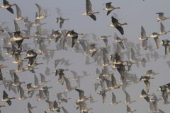 Oche lombardelle (Anser albifrons)