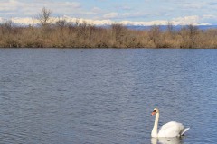 Cigno reale (Cygnus olor)