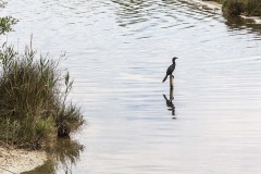 Marangone minore (Microcarbo pygmeus)