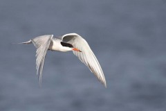 Sterna comune (Sterna hirundo)