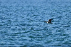 Moretta codona (Clangula hyemalis)