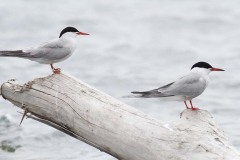 Sterna comune (Sterna hirundo)
