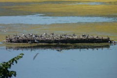 Sterna comune (Sterna hirundo)