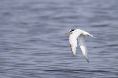 Fraticello (Sternula albifrons)