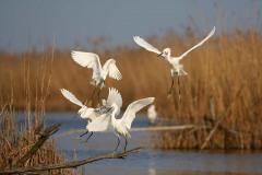 Garzette (Egretta egretta)