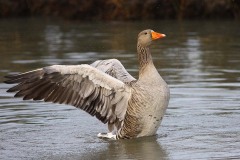 Gray goose (Anser anser)