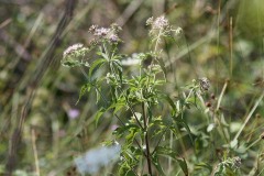 IMG_0017