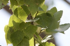 IMG_0029