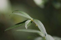 IMG_0089