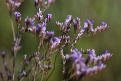 IMG_0117