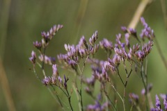 IMG_0124