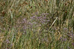 IMG_0126